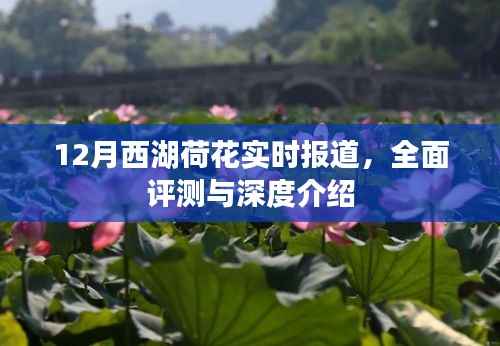 12月西湖荷花，实时报道、全面评测与深度介绍